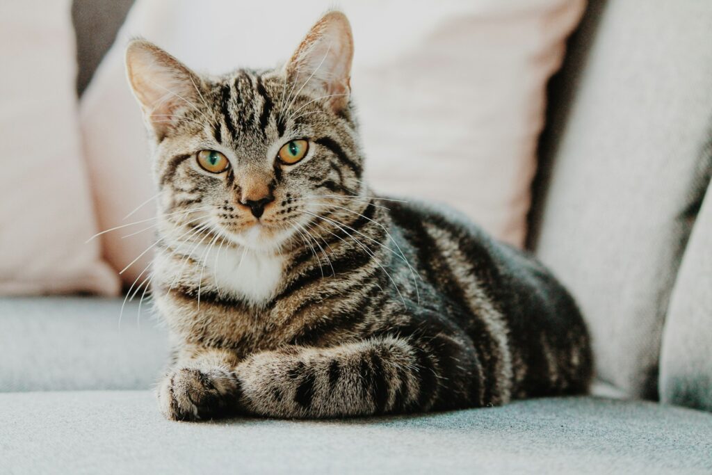 Katten schutting