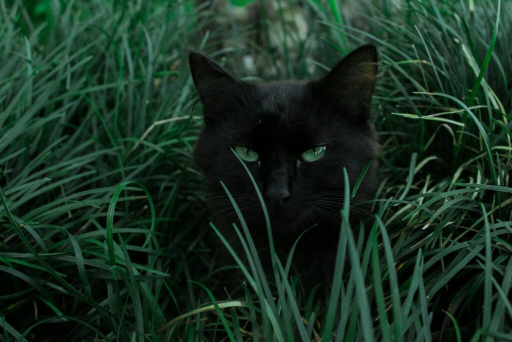Katten schutting